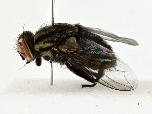  ( - BIOUG80176-E03)  @11 [ ] CreativeCommons - Attribution (2022) CBG Photography Group Centre for Biodiversity Genomics