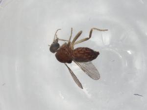  ( - BIOUG85431-H06)  @11 [ ] CreativeCommons - Attribution (2022) Centre for Biodiversity Genomics Centre for Biodiversity Genomics