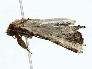  ( - BIOUG80160-C05)  @11 [ ] CreativeCommons - Attribution (2022) CBG Photography Group Centre for Biodiversity Genomics