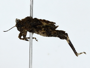  ( - BIOUG80178-G11)  @11 [ ] CreativeCommons - Attribution (2022) CBG Photography Group Centre for Biodiversity Genomics
