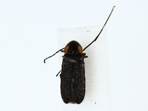  ( - BIOUG85248-C09)  @11 [ ] CreativeCommons - Attribution (2022) CBG Photography Group Centre for Biodiversity Genomics