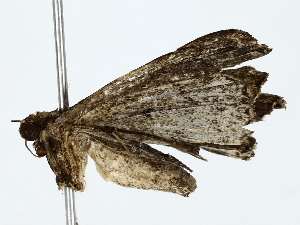  ( - BIOUG85248-G07)  @11 [ ] CreativeCommons - Attribution (2022) CBG Photography Group Centre for Biodiversity Genomics