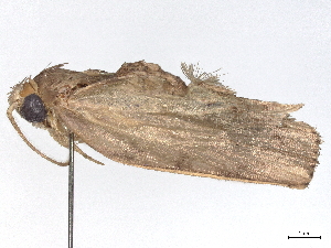  ( - BIOUG85249-A08)  @11 [ ] CreativeCommons - Attribution (2022) CBG Photography Group Centre for Biodiversity Genomics