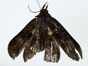  ( - BIOUG85250-D10)  @11 [ ] CreativeCommons - Attribution (2022) CBG Photography Group Centre for Biodiversity Genomics