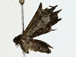  ( - BIOUG85250-E02)  @11 [ ] CreativeCommons - Attribution (2022) CBG Photography Group Centre for Biodiversity Genomics