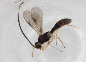  (Heterospilus Malaise4724 - BIOUG85702-C03)  @11 [ ] CreativeCommons - Attribution (2022) Centre for Biodiversity Genomics Centre for Biodiversity Genomics
