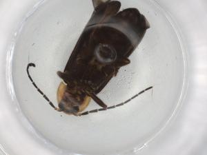  ( - BIOUG86727-A02)  @11 [ ] CreativeCommons - Attribution (2022) Centre for Biodiversity Genomics Centre for Biodiversity Genomics