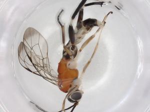  (ichJanzen01 Malaise2771 - BIOUG86761-D07)  @11 [ ] CreativeCommons - Attribution (2022) Centre for Biodiversity Genomics Centre for Biodiversity Genomics