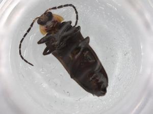  ( - BIOUG87024-E12)  @11 [ ] CreativeCommons - Attribution (2022) Centre for Biodiversity Genomics Centre for Biodiversity Genomics