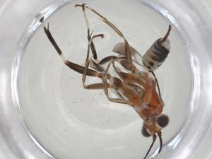  ( - CBG-A20287-C06)  @11 [ ] CreativeCommons - Attribution Share - Alike (2023) Centre for Biodiversity Genomics Centre for Biodiversity Genomics