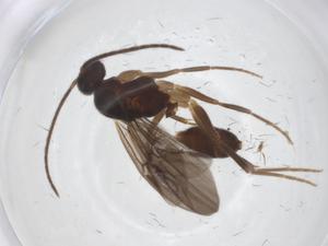  ( - CBG-A20289-A06)  @11 [ ] CreativeCommons - Attribution Share - Alike (2023) Centre for Biodiversity Genomics Centre for Biodiversity Genomics