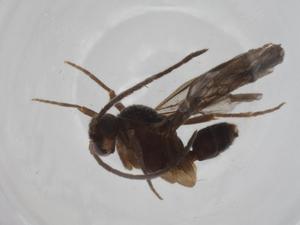  ( - CBG-A20518-B10)  @11 [ ] CreativeCommons - Attribution Share - Alike (2023) Centre for Biodiversity Genomics Centre for Biodiversity Genomics