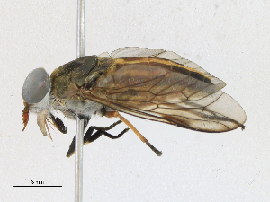  ( - CBG-A21652-C02)  @11 [ ] CreativeCommons - Attribution Share-Alike (2023) CBG Photography Group Centre for Biodiversity Genomics