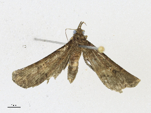  ( - CBG-A21698-A11)  @11 [ ] CreativeCommons - Attribution Share - Alike (2023) CBG Photography Group Centre for Biodiversity Genomics