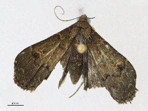  ( - CBG-A21698-A12)  @11 [ ] CreativeCommons - Attribution Share - Alike (2023) CBG Photography Group Centre for Biodiversity Genomics