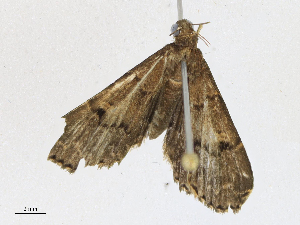  ( - CBG-A21698-C05)  @11 [ ] CreativeCommons - Attribution Share - Alike (2023) CBG Photography Group Centre for Biodiversity Genomics