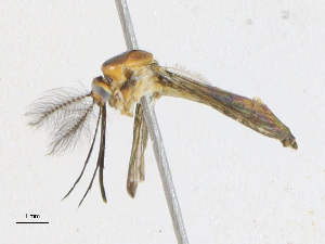  ( - CBG-A21699-B02)  @11 [ ] CreativeCommons - Attribution Share-Alike (2023) CBG Photography Group Centre for Biodiversity Genomics