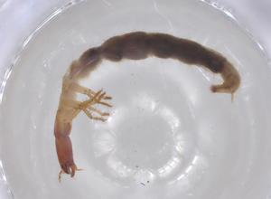  ( - BCS-IAAM-44763-E05)  @11 [ ] CreativeCommons - Attribution Share-Alike (2023) Centre for Biodiversity Genomics Centre for Biodiversity Genomics