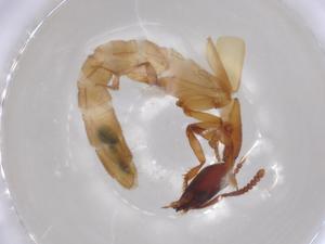  ( - BCS-IAAM-44763-E07)  @11 [ ] CreativeCommons - Attribution Share-Alike (2023) Centre for Biodiversity Genomics Centre for Biodiversity Genomics