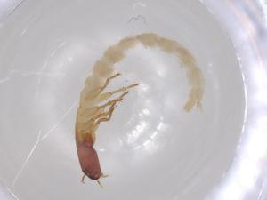  ( - BCS-IAAM-44764-G09)  @11 [ ] CreativeCommons - Attribution Share-Alike (2023) Centre for Biodiversity Genomics Centre for Biodiversity Genomics