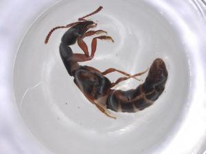  ( - BCS-IAAM-44764-H08)  @11 [ ] CreativeCommons - Attribution Share-Alike (2023) Centre for Biodiversity Genomics Centre for Biodiversity Genomics