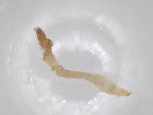  ( - BCS-ILRD-44757-E02)  @11 [ ] CreativeCommons - Attribution Share-Alike (2023) Centre for Biodiversity Genomics Centre for Biodiversity Genomics