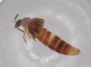  ( - BCS-ILRD-44760-B06)  @11 [ ] CreativeCommons - Attribution Share-Alike (2023) Centre for Biodiversity Genomics Centre for Biodiversity Genomics