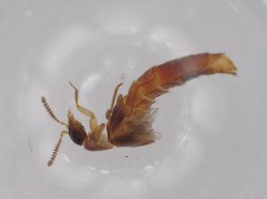  ( - BCS-ILRD-44760-B07)  @11 [ ] CreativeCommons - Attribution Share-Alike (2023) Centre for Biodiversity Genomics Centre for Biodiversity Genomics