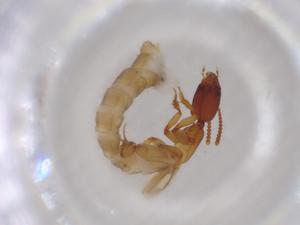  ( - BCS-ILRD-44760-C02)  @11 [ ] CreativeCommons - Attribution Share-Alike (2023) Centre for Biodiversity Genomics Centre for Biodiversity Genomics