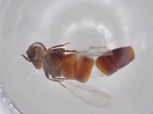  ( - BCS-ILRD-44761-F03)  @11 [ ] CreativeCommons - Attribution Share-Alike (2023) Centre for Biodiversity Genomics Centre for Biodiversity Genomics