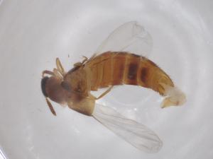  ( - BCS-ILRD-44761-H11)  @11 [ ] CreativeCommons - Attribution Share-Alike (2023) Centre for Biodiversity Genomics Centre for Biodiversity Genomics