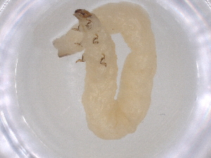  ( - BCS-ILTV-44759-G12)  @11 [ ] CreativeCommons - Attribution Share-Alike (2023) Centre for Biodiversity Genomics Centre for Biodiversity Genomics