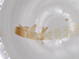  ( - BCS-ILTV-44760-A05)  @11 [ ] CreativeCommons - Attribution Share-Alike (2023) Centre for Biodiversity Genomics Centre for Biodiversity Genomics