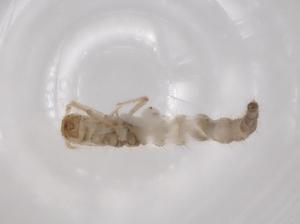  ( - BCS-ILTV-44762-A12)  @11 [ ] CreativeCommons - Attribution Share-Alike (2023) Centre for Biodiversity Genomics Centre for Biodiversity Genomics