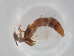  ( - BCS-NENT-44754-G05)  @11 [ ] CreativeCommons - Attribution Share-Alike (2022) Centre for Biodiversity Genomics Centre for Biodiversity Genomics