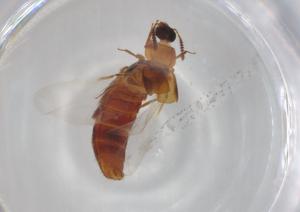  ( - BCS-NENT-44754-G06)  @11 [ ] CreativeCommons - Attribution Share-Alike (2022) Centre for Biodiversity Genomics Centre for Biodiversity Genomics