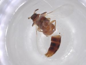  ( - BCS-NENT-44767-F02)  @11 [ ] CreativeCommons - Attribution Share-Alike (2023) Centre for Biodiversity Genomics Centre for Biodiversity Genomics