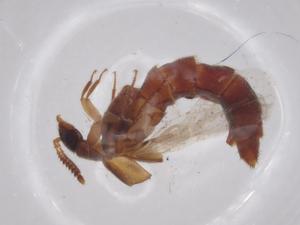  ( - BCS-NENT-44768-G08)  @11 [ ] CreativeCommons - Attribution Share-Alike (2023) Centre for Biodiversity Genomics Centre for Biodiversity Genomics