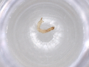  ( - BCS-VASU-44759-E12)  @11 [ ] CreativeCommons - Attribution Share-Alike (2023) Centre for Biodiversity Genomics Centre for Biodiversity Genomics