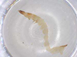  ( - BCS-VASU-44772-A11)  @11 [ ] CreativeCommons - Attribution Share-Alike (2023) Centre for Biodiversity Genomics Centre for Biodiversity Genomics