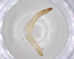  ( - BCS-VASU-44773-A11)  @11 [ ] CreativeCommons - Attribution Share-Alike (2023) Centre for Biodiversity Genomics Centre for Biodiversity Genomics