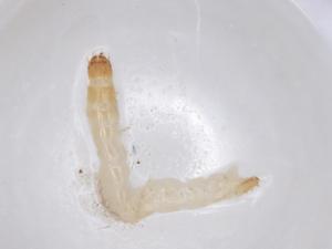  ( - BCS-VASU-44773-E05)  @11 [ ] CreativeCommons - Attribution Share-Alike (2023) Centre for Biodiversity Genomics Centre for Biodiversity Genomics