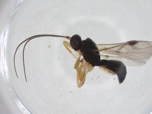  ( - CBG-A31703-F11)  @11 [ ] CreativeCommons - Attribution Share - Alike (2024) Centre for Biodiversity Genomics Centre for Biodiversity Genomics