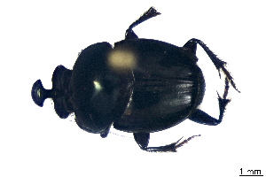  ( - CRY065)  @11 [ ] CreativeCommons  Attribution Share-Alike (by-sa) (2016) Colección de Insectos El Colegio de la Frontera Sur, Unidad Tapachula