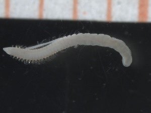  ( - MAREANO_13_038)  @11 [ ] CreativeCommons - Attribution Share-Alike (2014) Arne Nygren Sjofartsmuseet, akvariet, Goteborg