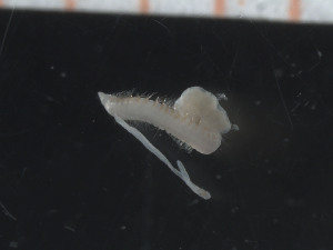  ( - MAREANO_13_039)  @12 [ ] CreativeCommons - Attribution Share-Alike (2014) Arne Nygren Sjofartsmuseet, akvariet, Goteborg