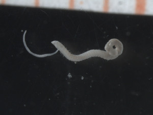  ( - MAREANO_13_040)  @11 [ ] CreativeCommons - Attribution Share-Alike (2014) Arne Nygren Sjofartsmuseet, akvariet, Goteborg