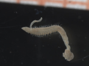  ( - MAREANO_13_415)  @11 [ ] CreativeCommons - Attribution Share-Alike (2014) Arne Nygren Sjofartsmuseet, akvariet, Goteborg