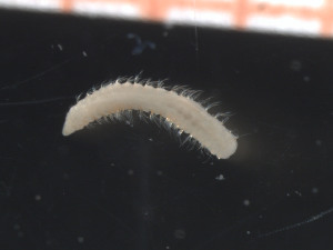  ( - MAREANO_13_416)  @12 [ ] CreativeCommons - Attribution Share-Alike (2014) Arne Nygren Sjofartsmuseet, akvariet, Goteborg