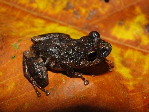  (Pristimantis ventrimarmoratus - YC-1)  @11 [ ] Copyright (2011) CORBIDI Centro de Ornitologia y Biodiversidad